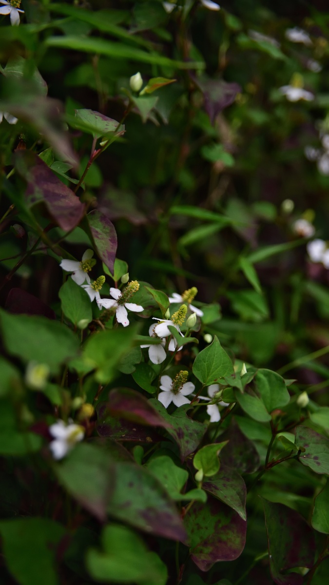 折耳根花(鱼腥草) - 青狂摄影 - 图虫