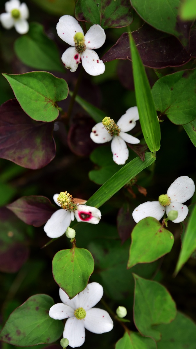 折耳根花鱼腥草