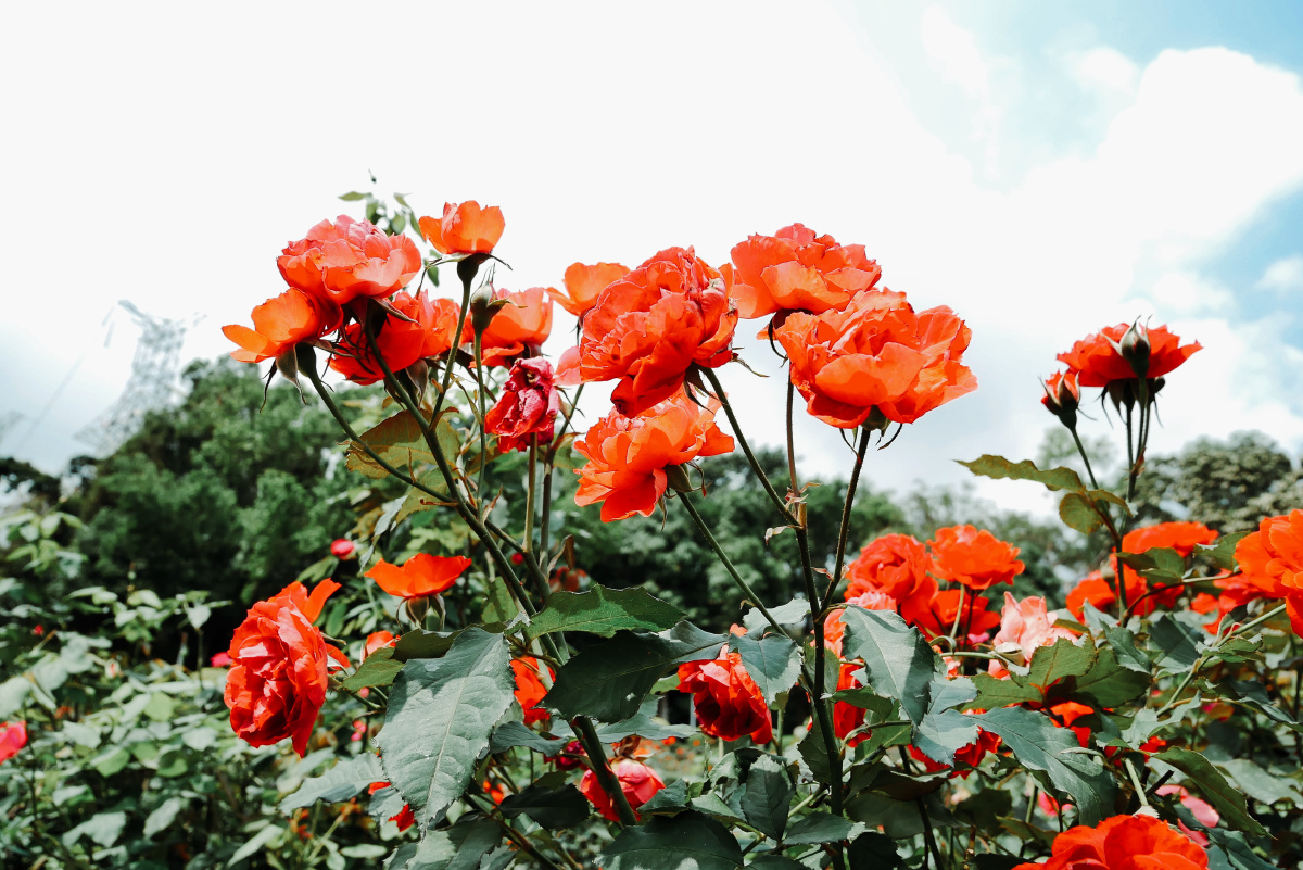 玫瑰到了花期,我很想你. - 青狂摄影 - 图虫
