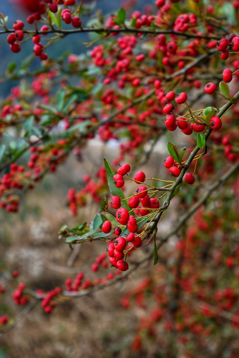 li),蔷薇科火棘属植物,分布于中国黄河以南及广大西南地区.
