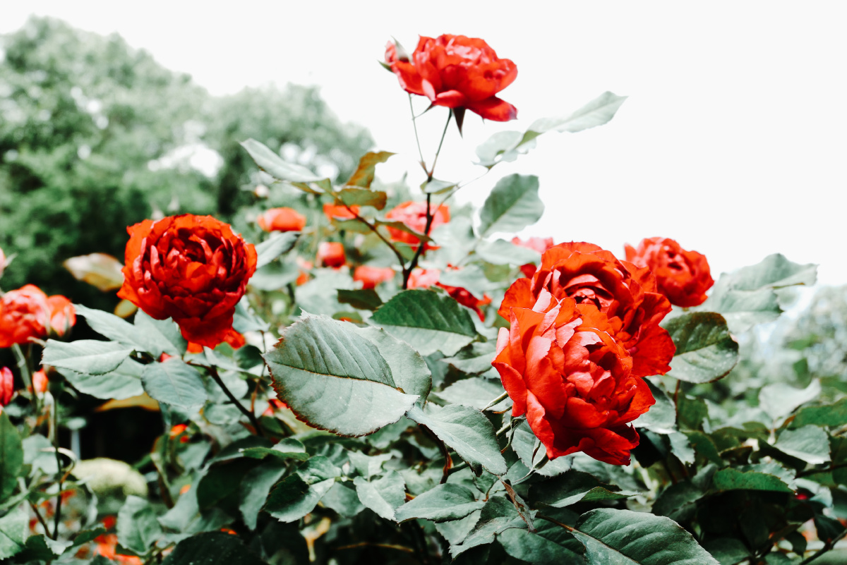 玫瑰到了花期,我很想你. - 青狂摄影 - 图虫