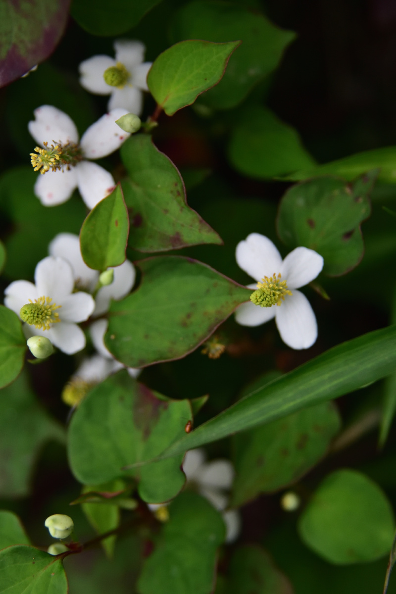 你见过折耳根开的花吗折耳根开的花丨鱼腥草花丨折耳根丨鱼腥草丨野生
