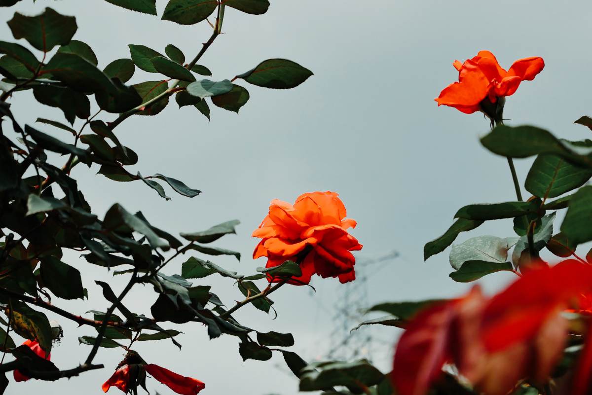 玫瑰到了花期,我很想你. - 青狂摄影 - 图虫