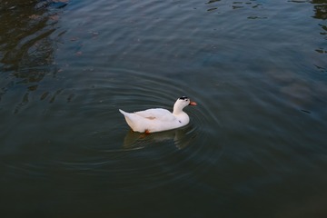 84733