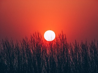 1129979