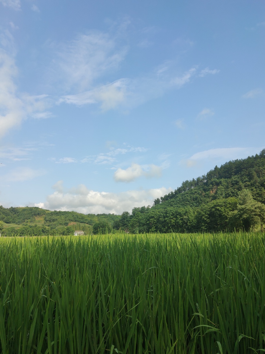 陕西汉中勉县元墩龙湾美丽乡村风景田园风光