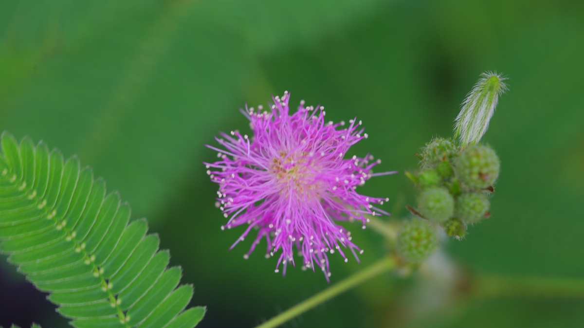 含羞草开花图 - 芣苡-fy - 图虫