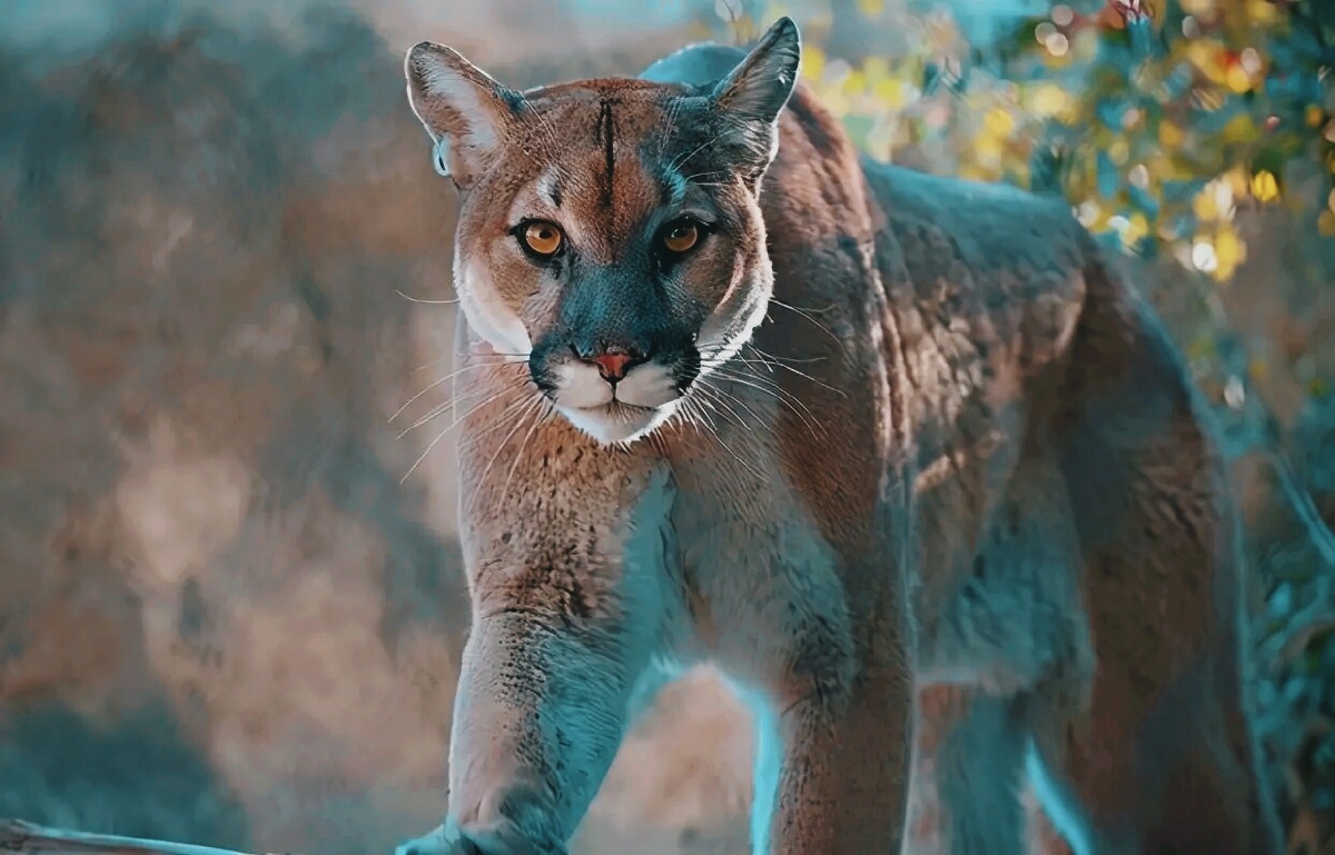 11种忧 ·阅读29 黑黑的巧克力 关注 狮兽图 昆虫摄影圈子 0