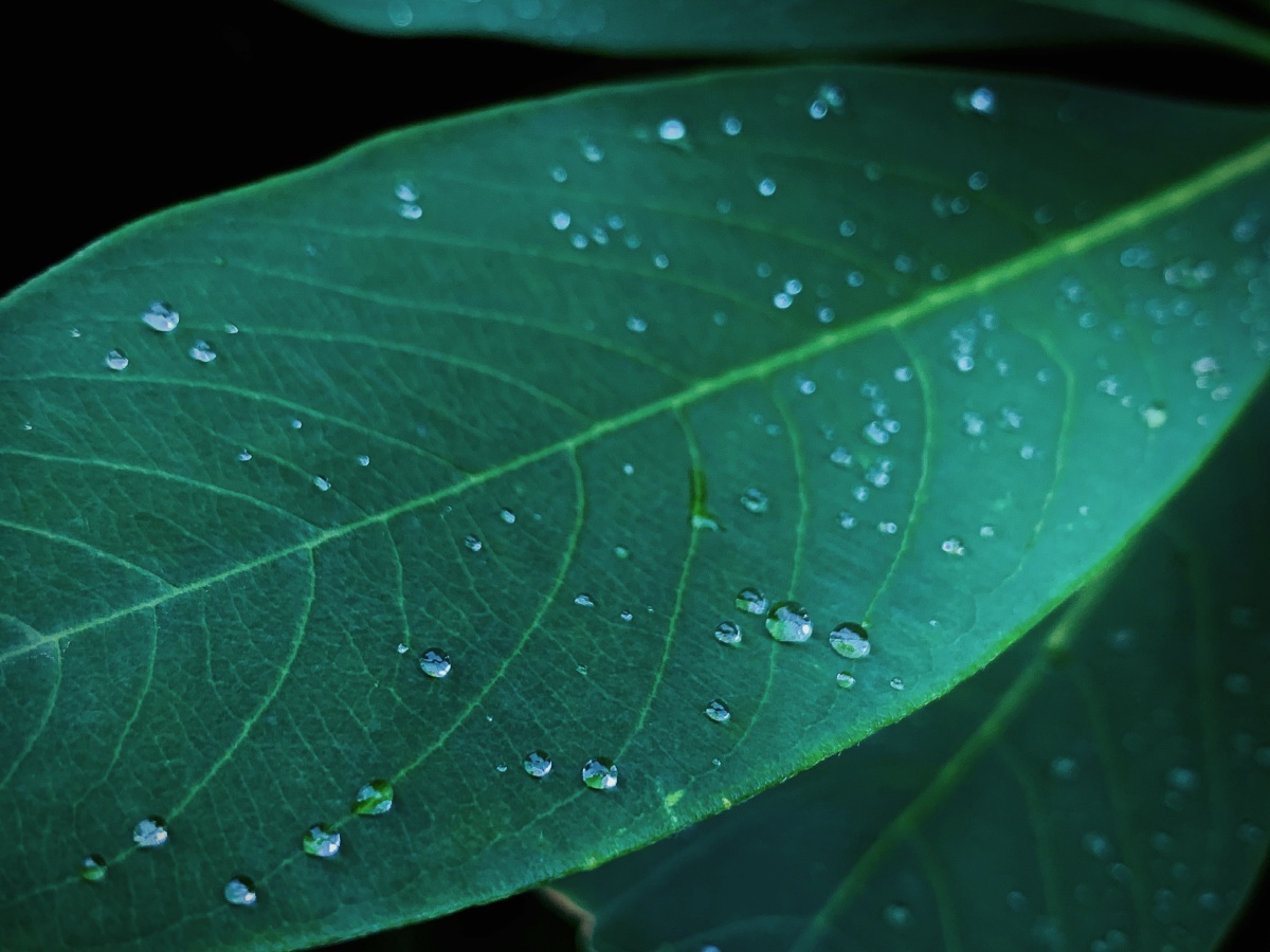 雨后叶子上的水珠
