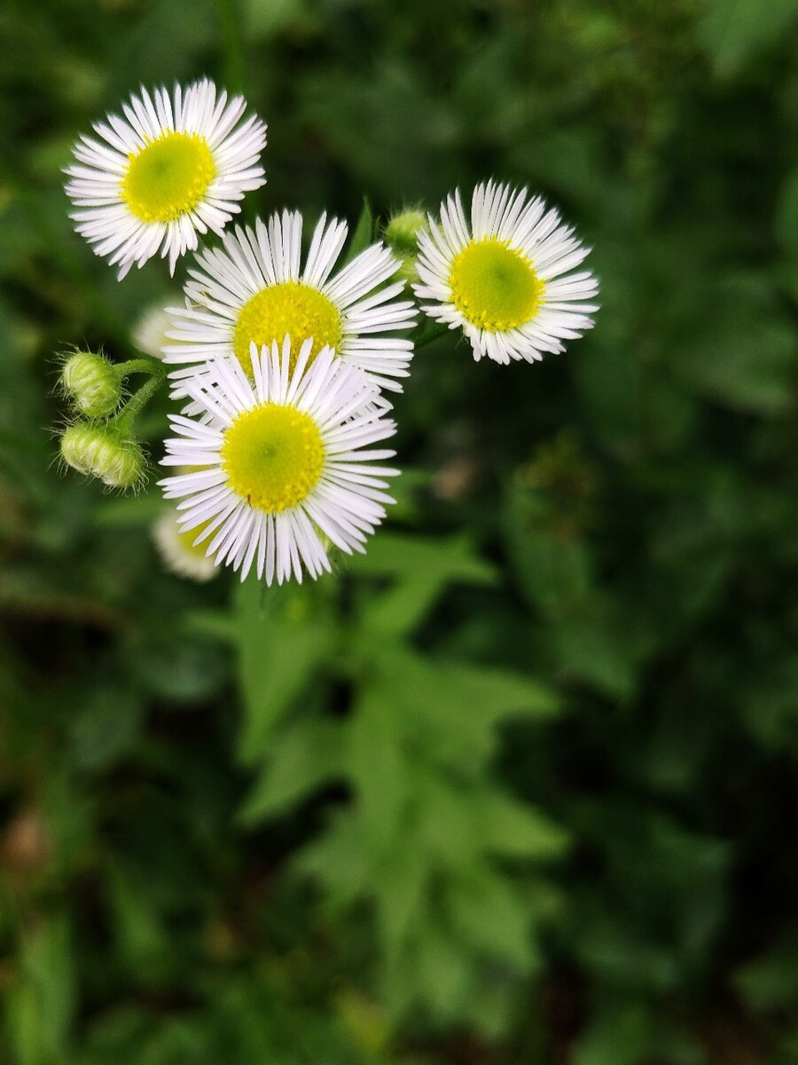 盛开的野花