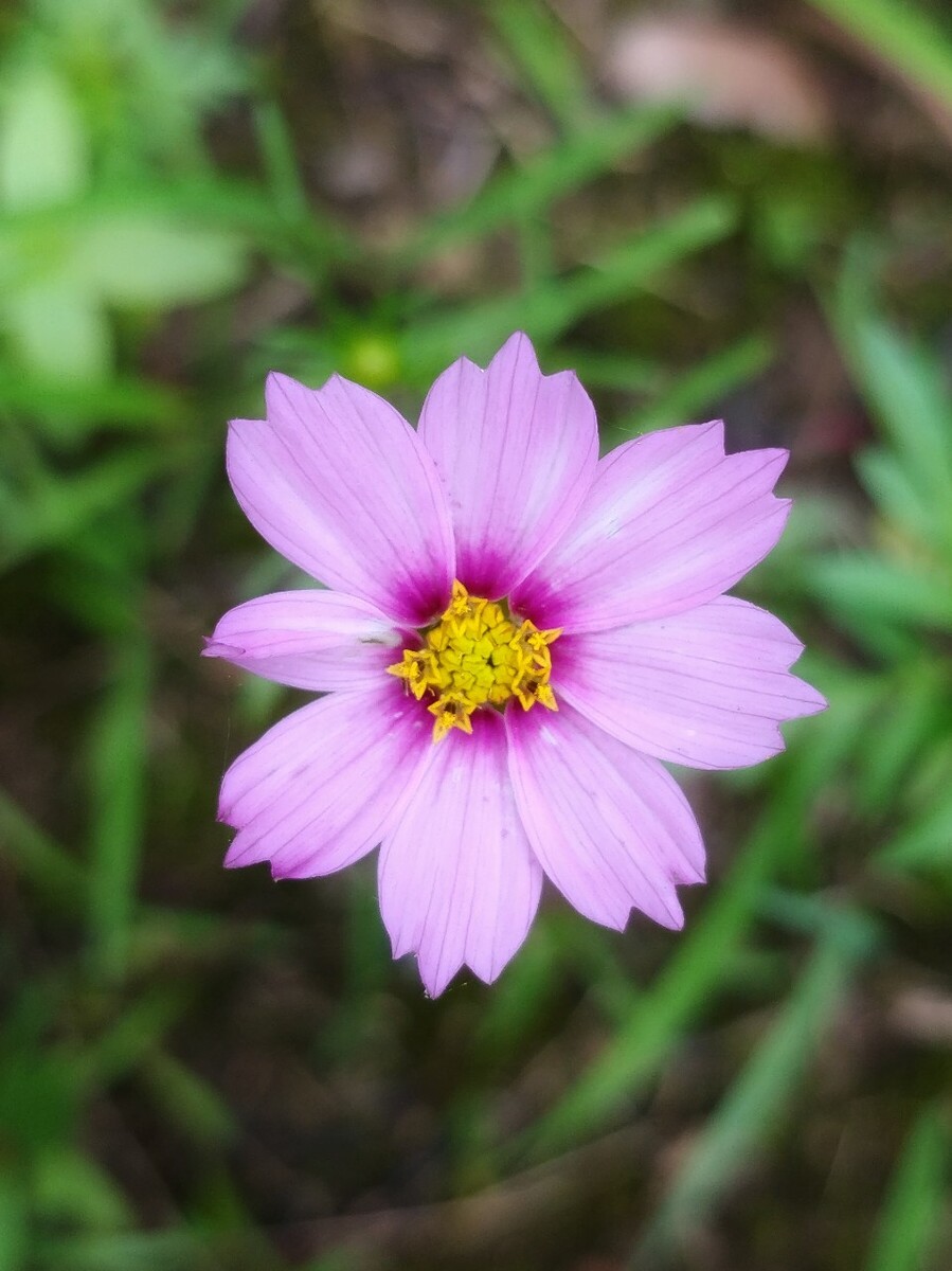 盛开的野花