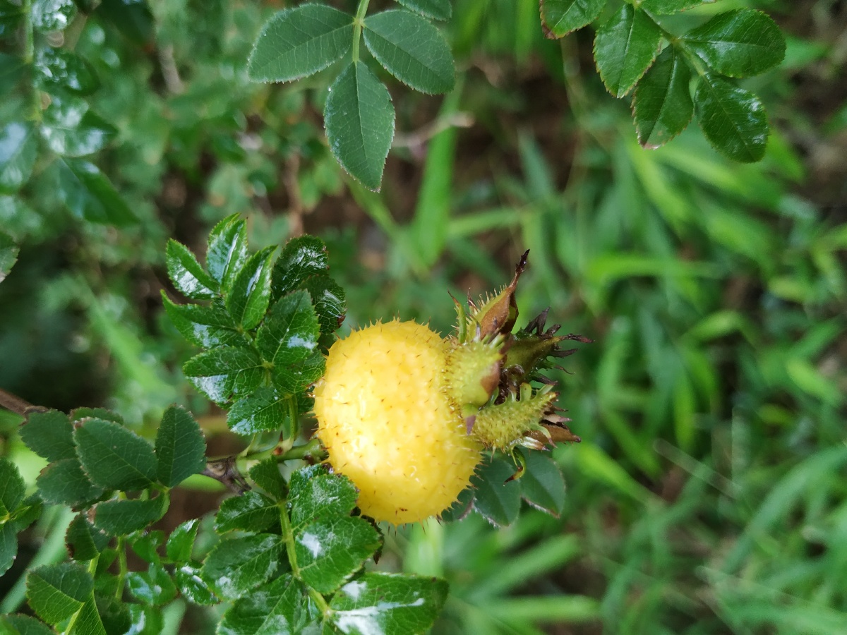 山上拍到的小果实看起来像刺梨不知道是不是
