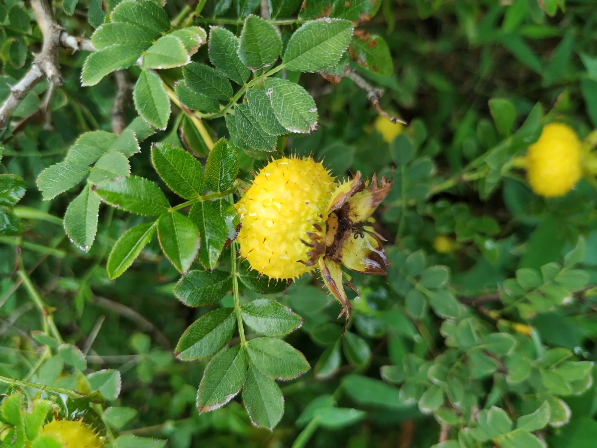 山上拍到的小果实看起来像刺梨不知道是不是