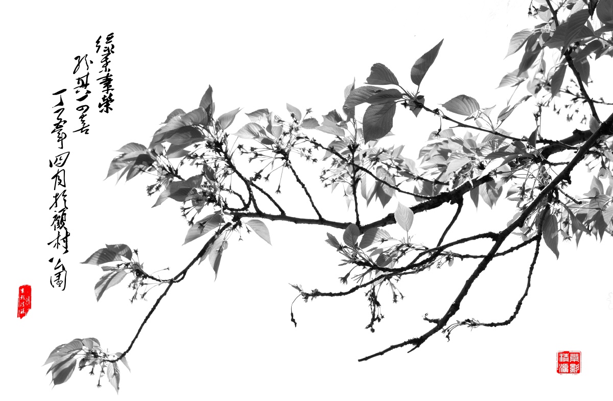 樱花树