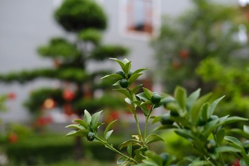 1CB626AB-2D6F-43AD-BF68-CECF0CE74444/L0/001