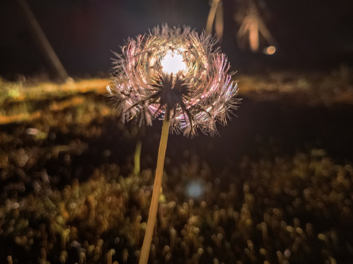 散发光芒的蒲公英