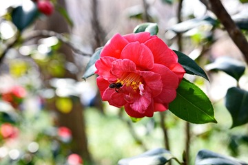 DSC_4001-