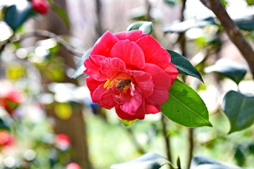 DSC_4010-