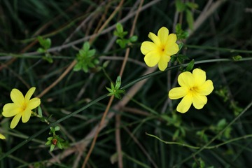 虚席以待