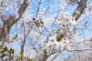 樱花-9