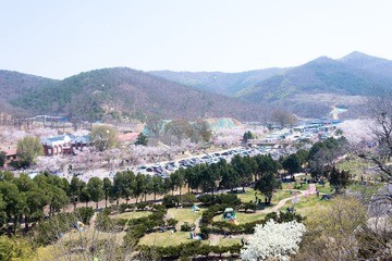 樱花-6