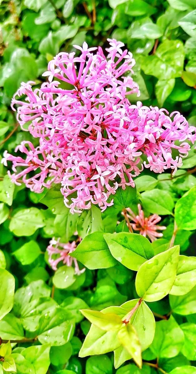 紫丁香花香飘万里