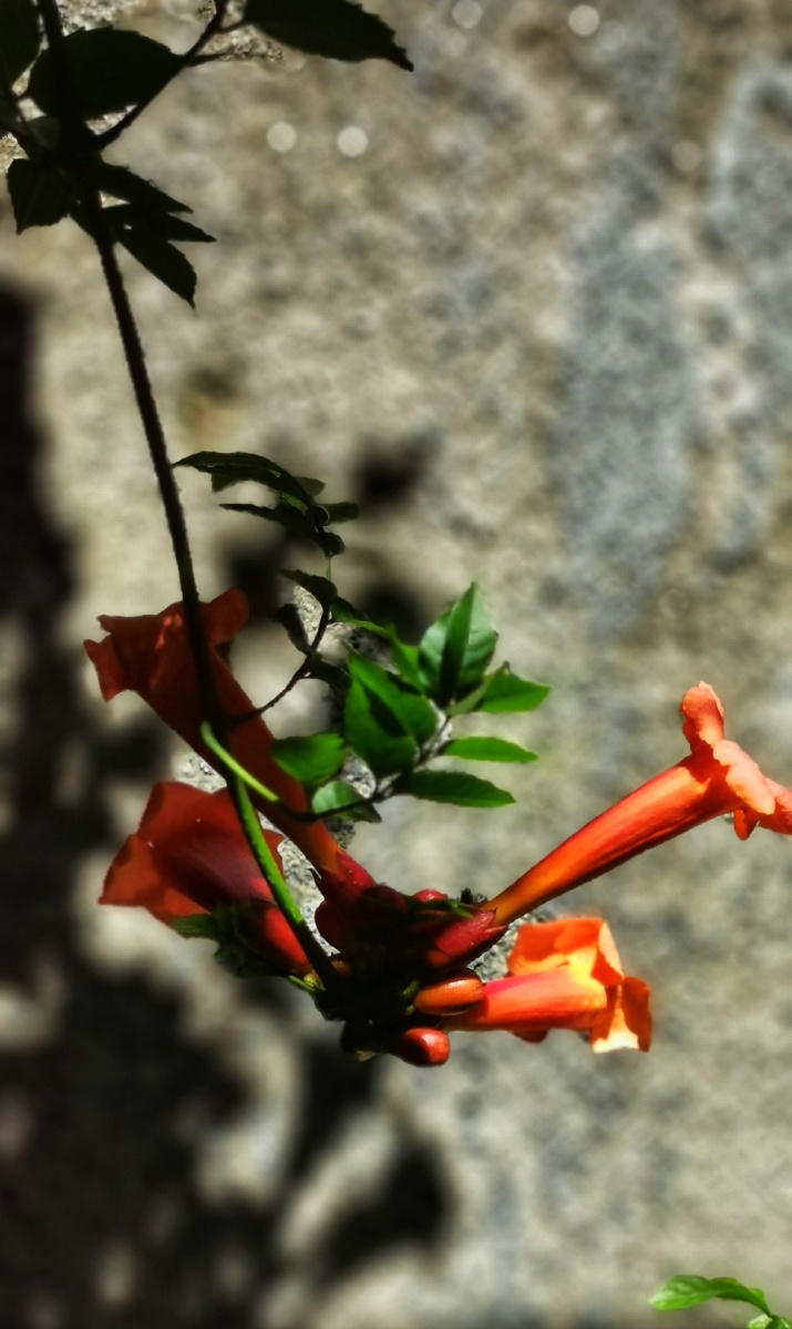 自家的棕竹六月雪凌霄都开了花了