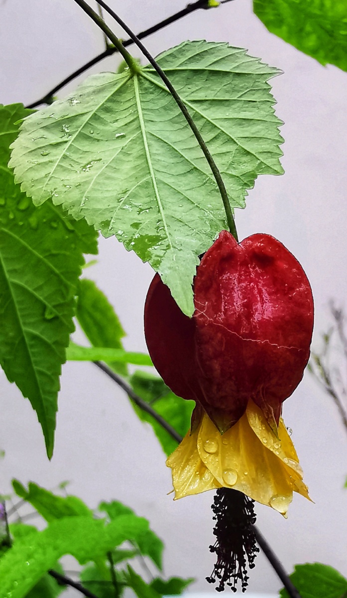 张灯结彩一一灯笼花