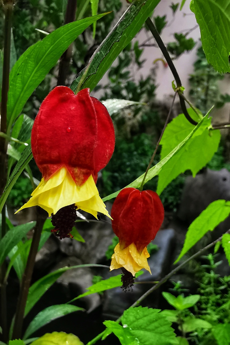 张灯结彩一一灯笼花