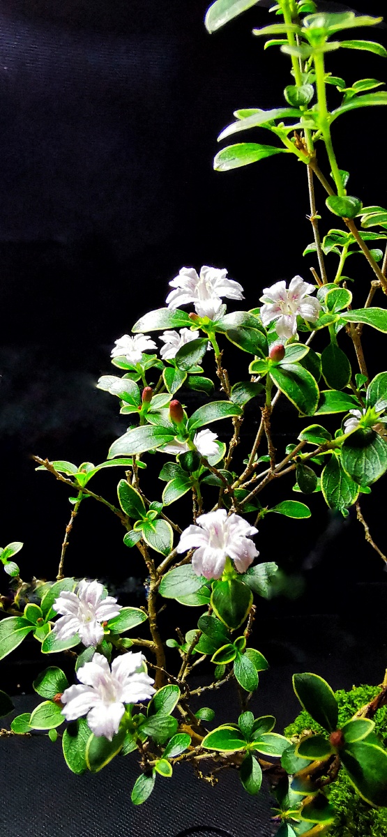 自家的棕竹六月雪凌霄都开了花了