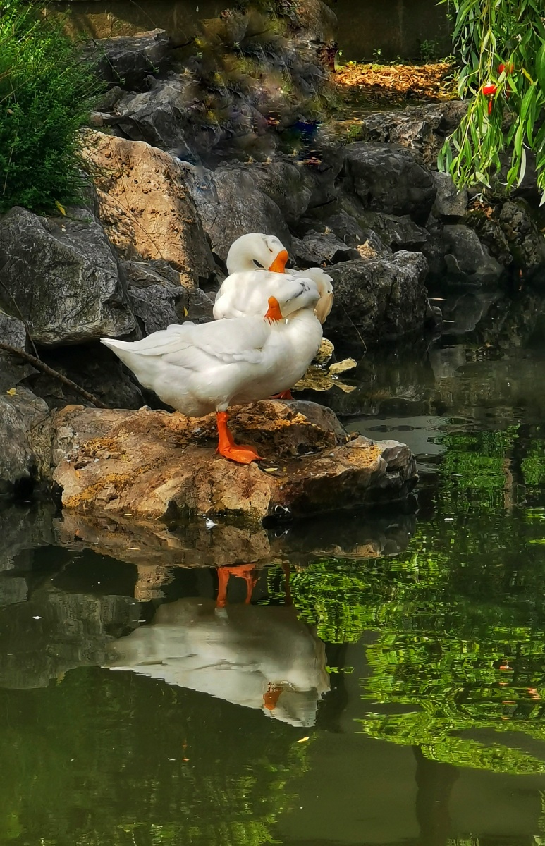 池塘里可爱的大白鹅自由自在地享受生活