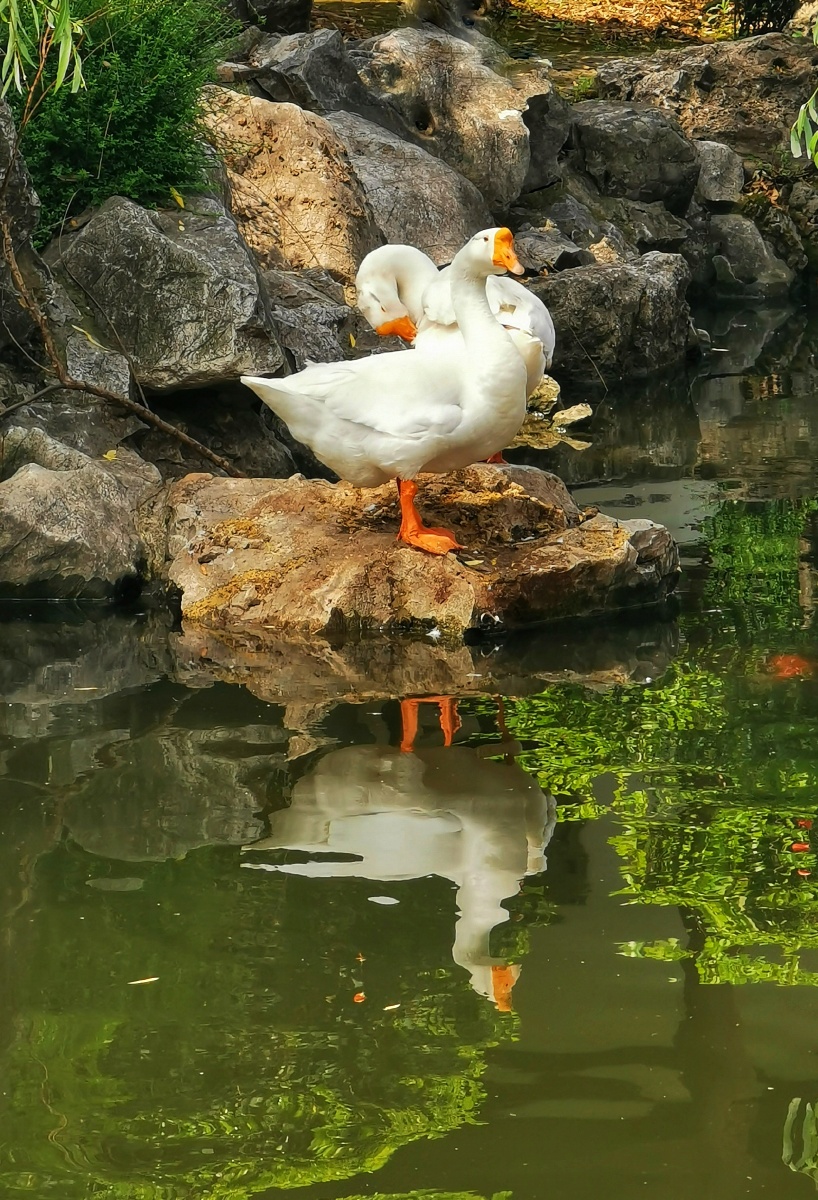 池塘里可爱的大白鹅自由自在地享受生活