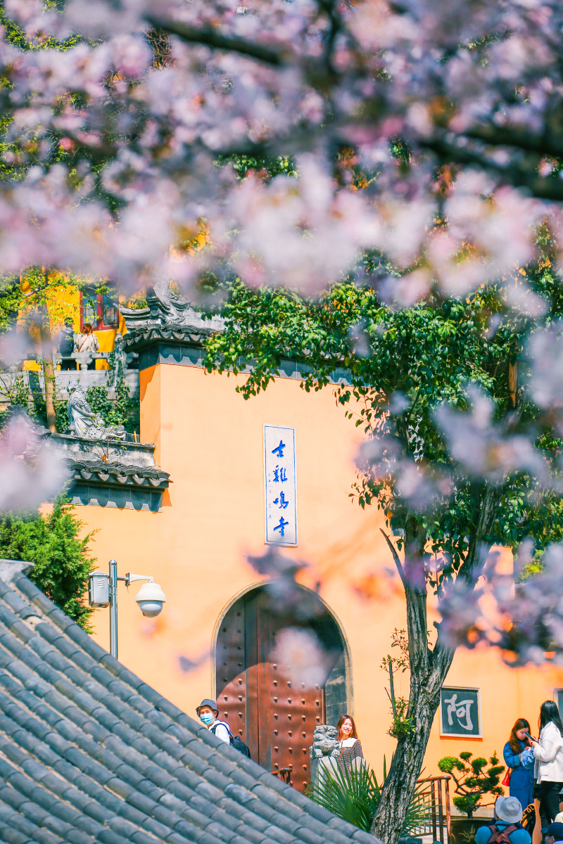 古鸡鸣寺鸡鸣寺樱花季