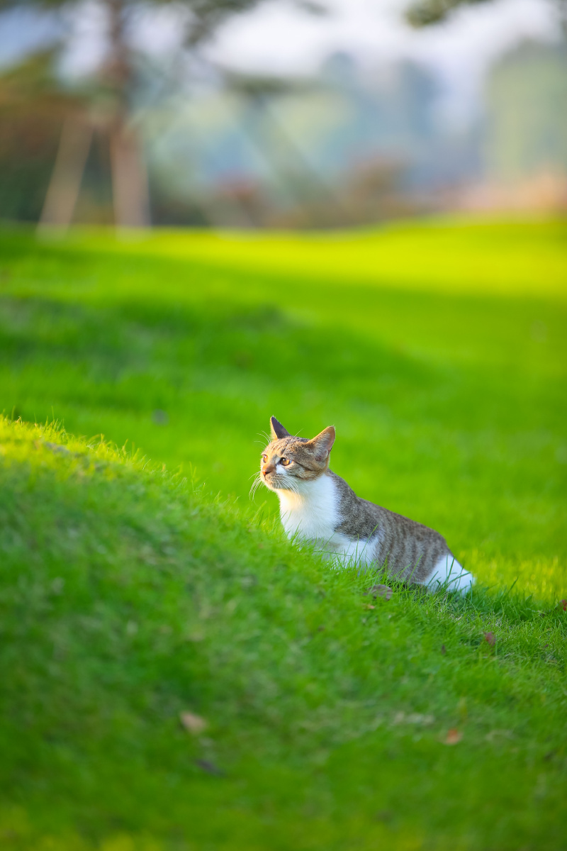 在新鲜草地上撒欢的猫儿一