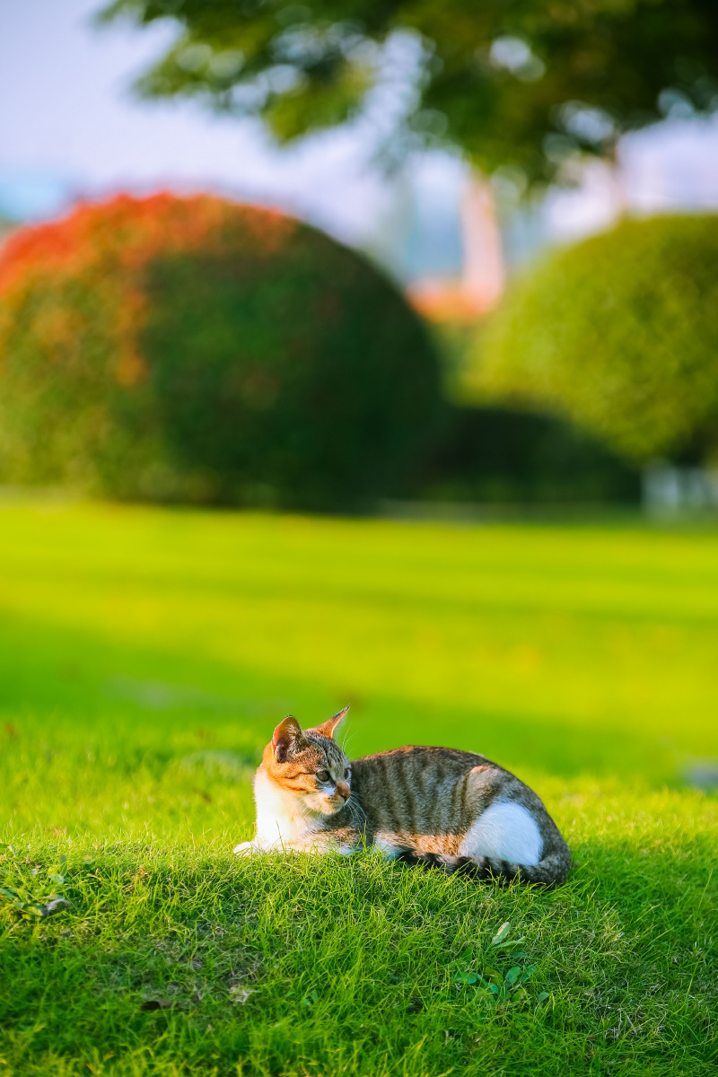 在新鲜草地上撒欢的猫儿一