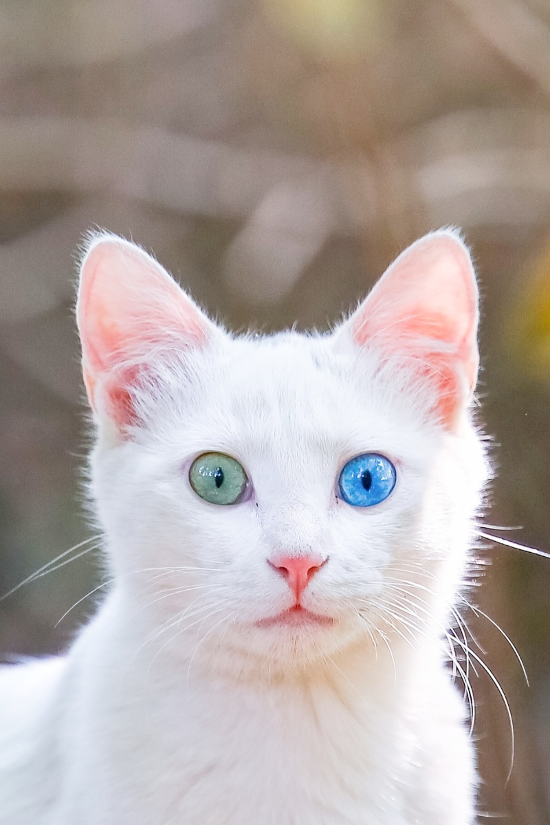 第一次拍到青蓝双色异瞳,当时我就震惊了! - 猫不换 - 图虫