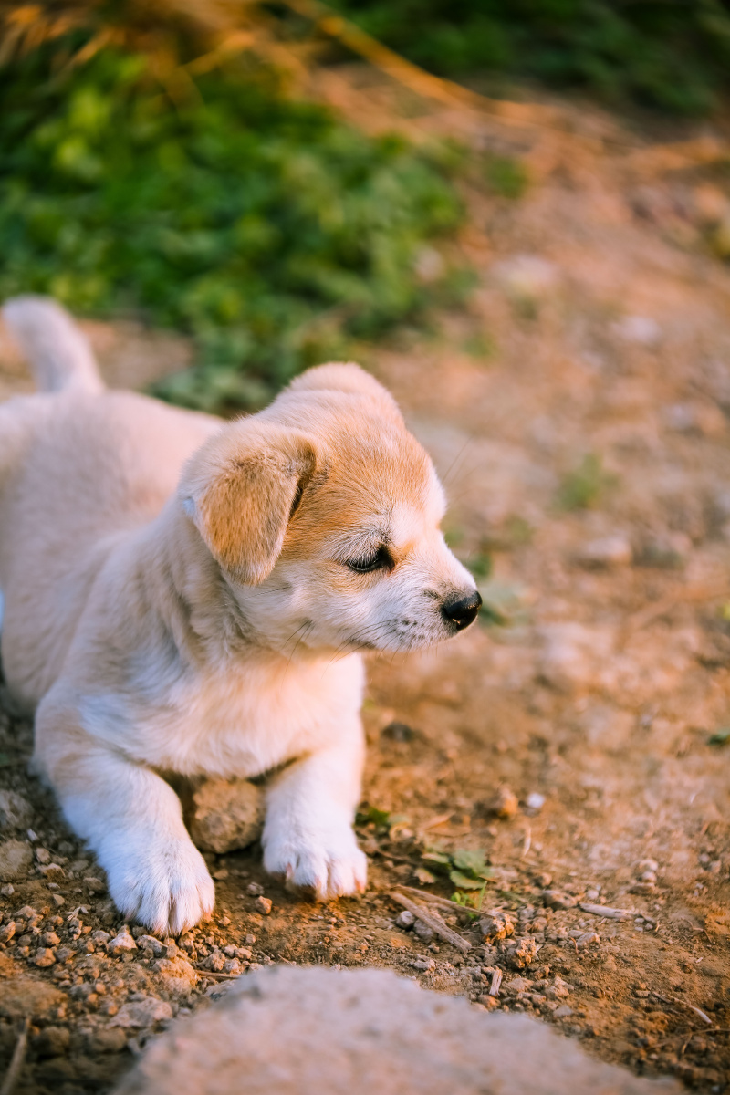 小狗子实在太可爱了分享给大家希望能忘记2020年的所有不愉快