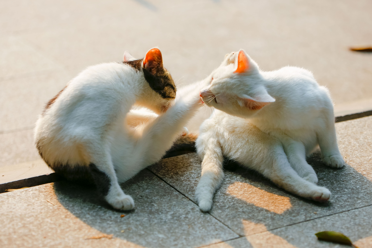 一对互相帮助的好朋友