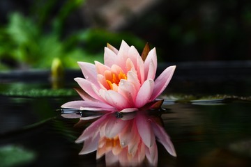 63662