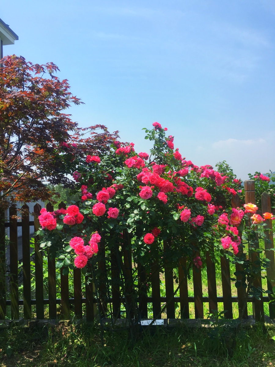 院子里的月季花