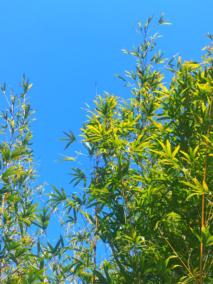 蓝天下的竹子