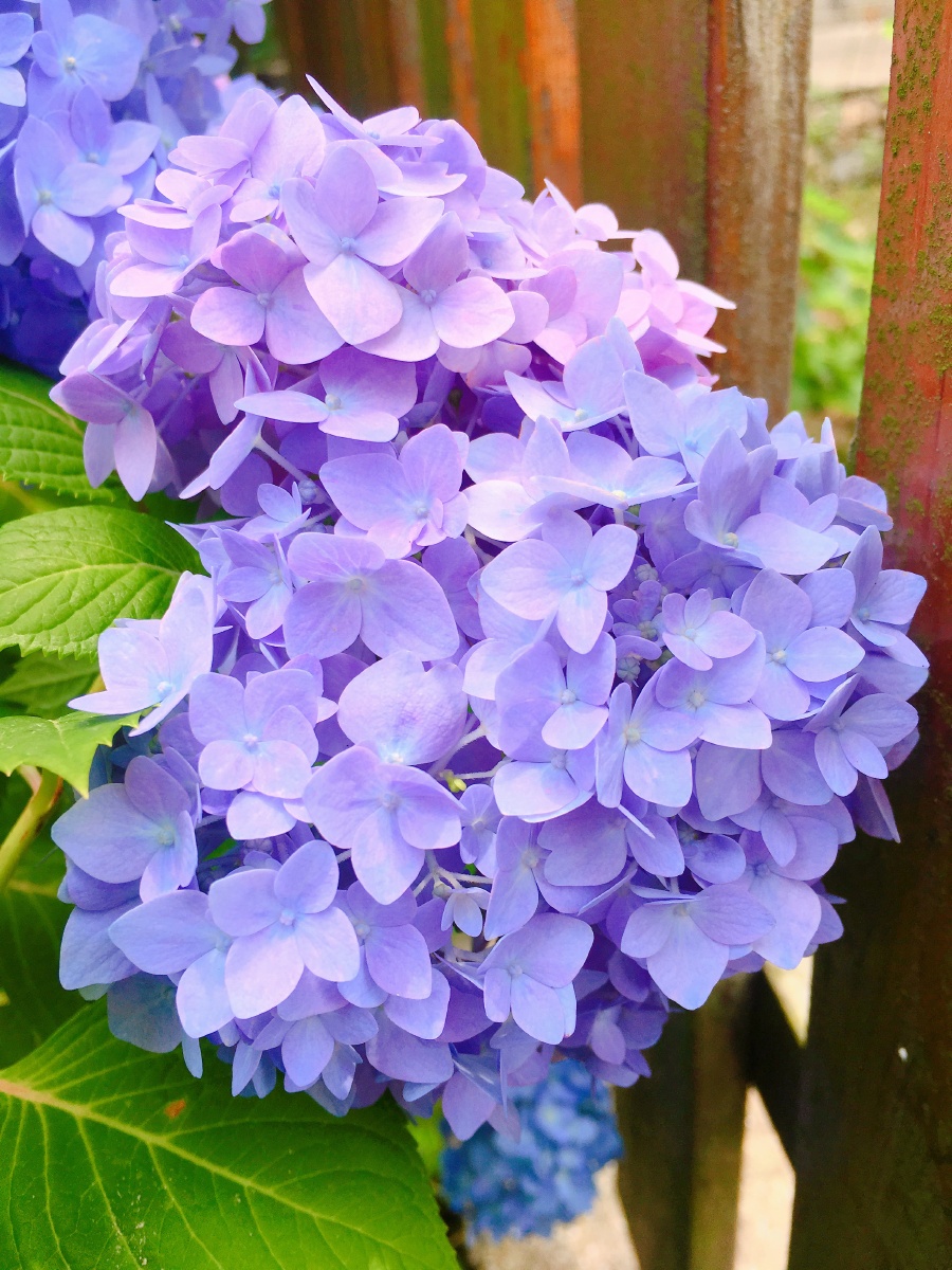 蓝紫色绣球花 - 万华89 - 图虫