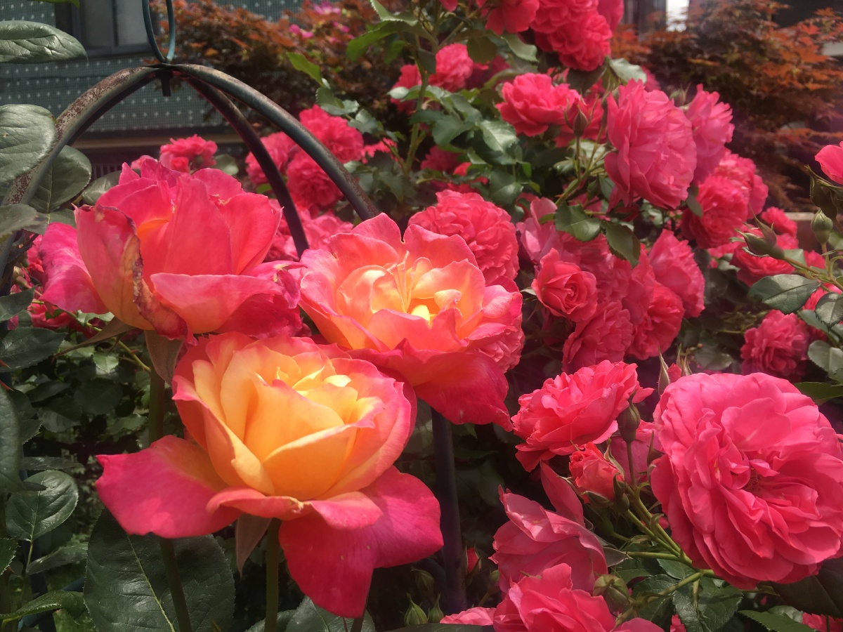 月季花百老汇 - 万华89 - 图虫