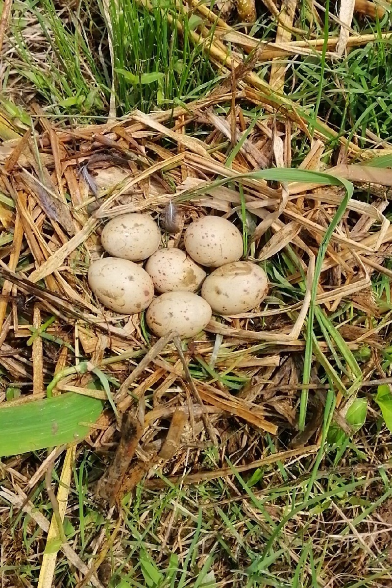 一窝鸟蛋