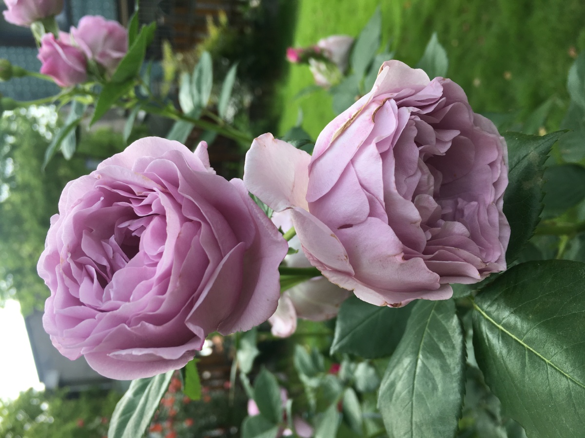 月季花蓝色风暴