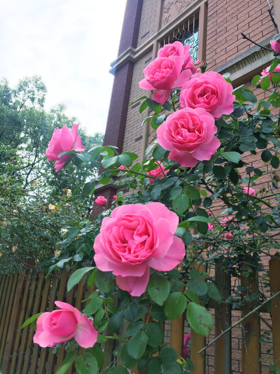 这颗月季花叫做粉色达芬奇 不是像粉色龙沙宝石一样粉嫩这个颜色会