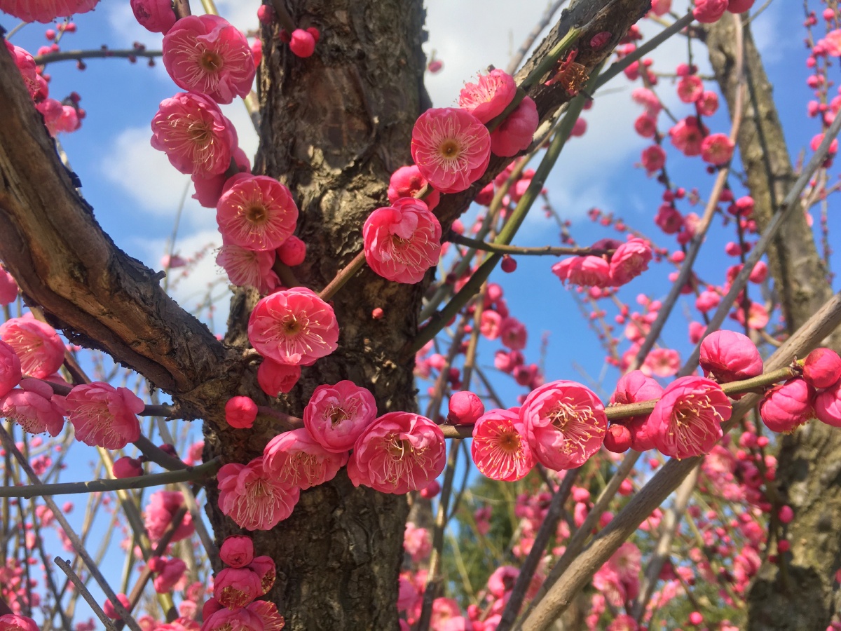 老树梅花