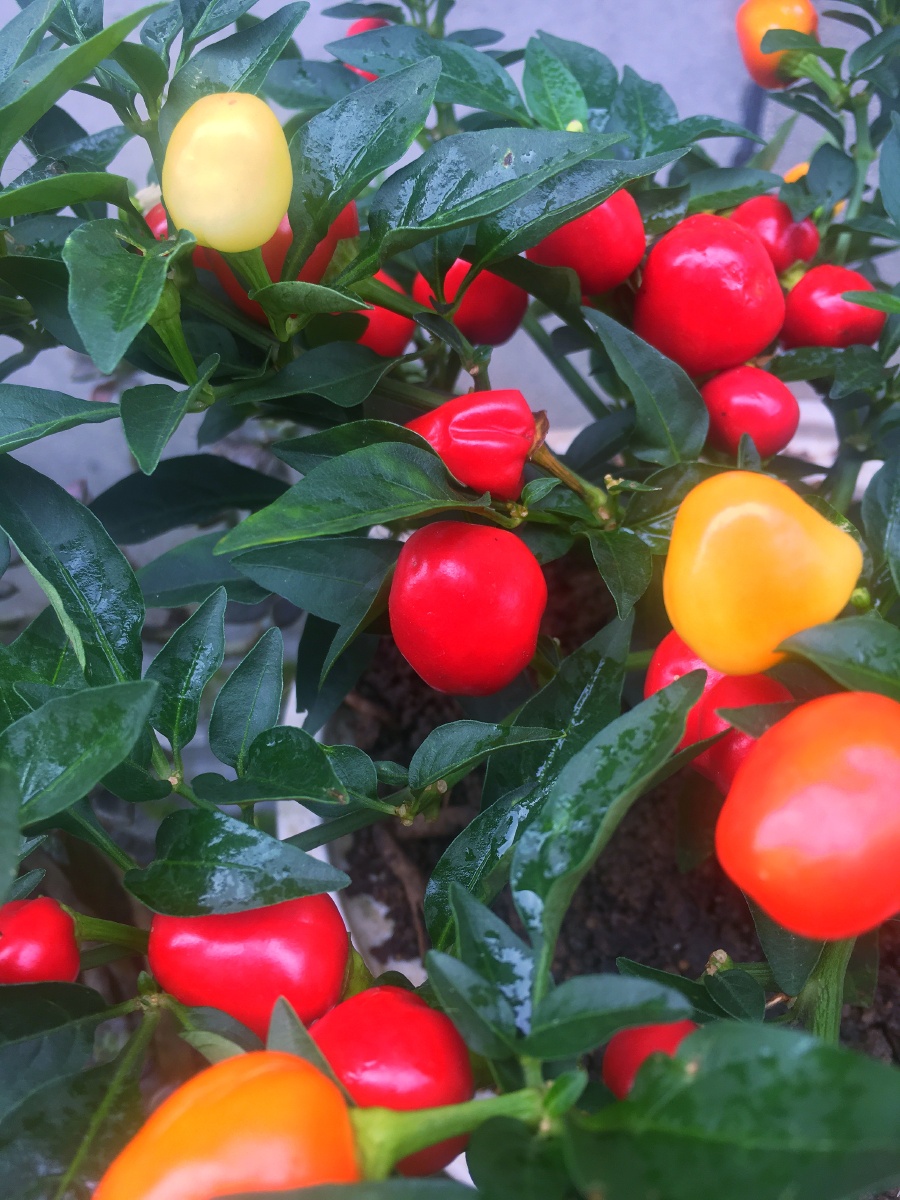 泡椒- 万华89 - 图虫