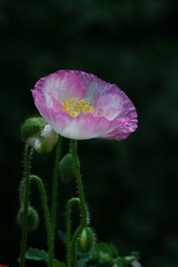 DSC07991  2013.05.12(A900（管弄路）)虞美人