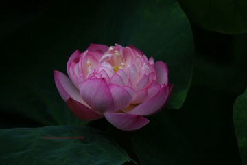 DSC08589  红色荷花（2013.06.29）添字A900+大白